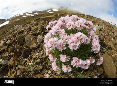 Arctic flowers hi-res stock photography and images - Alamy