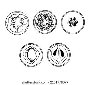 Cut Fruit Illustration Isolated On White Stock Illustration 2151778099 ...