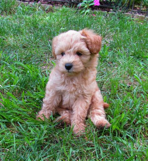 Growing Puppies - Virginia Schnoodle Breeder --Hypoallergenic Dogs: 7 ...