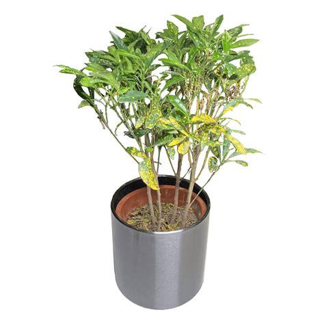 Variegated Croton | Greenit Qatar