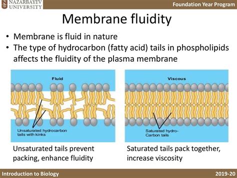 Cells and the plasma membrane. Lecture B4 - презентация онлайн