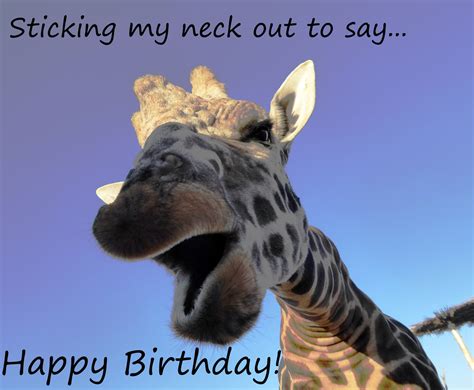 Giraffe Happy Birthday Greeting Free Stock Photo - Public Domain Pictures
