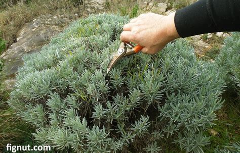 How to Prune Lavender Plant, Bush, Summer and Winter Pruning - FigNut