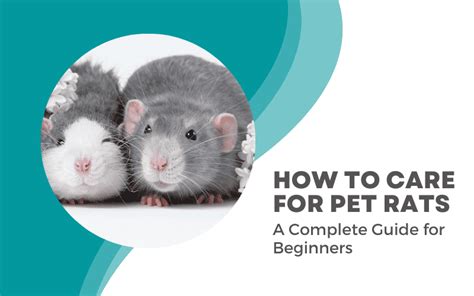 Rat Care 101: A Complete Rat Care Guide for Beginners | Animallama