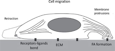 Simplified description of cell migration processes. | Download ...