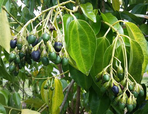 How does Ceylon Cinnamon cultivate? (2022)
