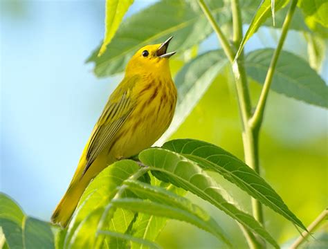 Yellow Warbler in Song | A yellow warbler in springtime song… | Flickr