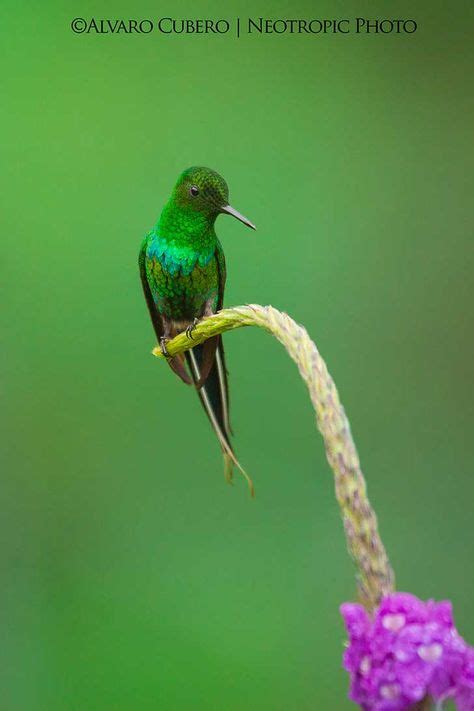 Mira estas impresionantes fotografías de los colibríes de Costa Rica ...