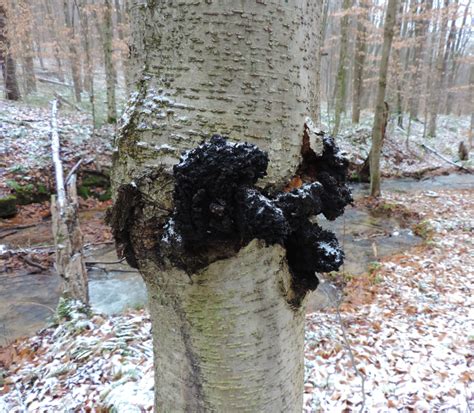 How To Receive The Benefits Of Chaga... Without Consuming Chaga - Learn Your Land