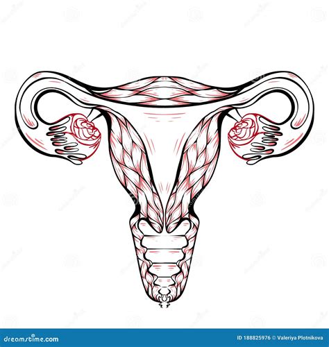 Contour Anatomical Sketch of the Uterus. Healthy Female Body. Woman Power. Uterus with Tube and ...