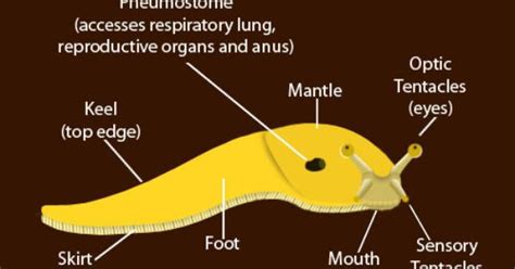 Slug Life Cycle