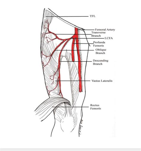 Medial Circumflex Femoral Artery Branches