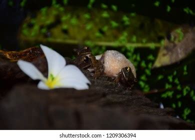 Frog Threein Swamps Stock Photo 1209306394 | Shutterstock