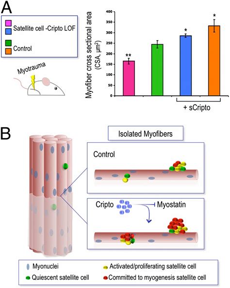 Cripto regulates skeletal muscle regeneration and modulates satellite ...