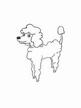 Poodle Coloring Pages sketch template