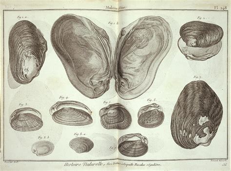 Bivalve Molluscs Photograph by Natural History Museum, London/science Photo Library - Fine Art ...