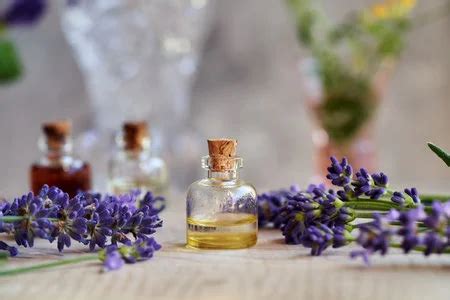 Aromatic Lavender Thca Blooms for Fragrance - Impulse Today