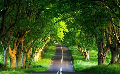 Download Green Summer Tree Man Made Road HD Wallpaper