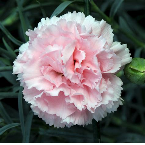 Carnations Flowers: Carnation Flower Gallery 7