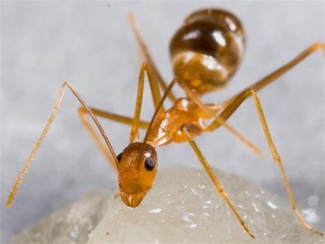 Yellow crazy ants: Funding desperately needed to fight vicious pests in six Townsville suburbs ...