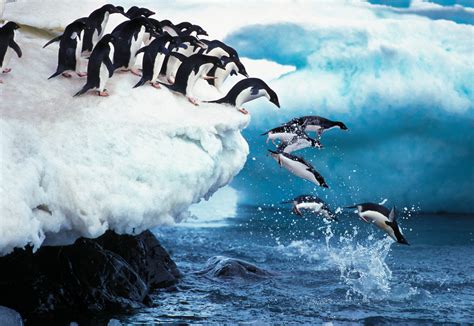 Conservation efforts are not enough to save Antarctic wildlife - Earth.com