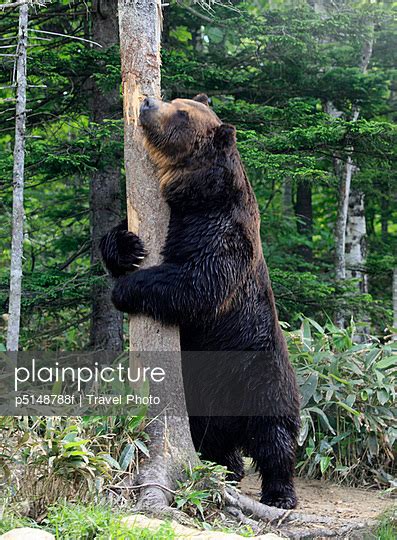 Grizzly bear tree Images - Search Images on Everypixel