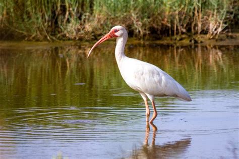 Ibis Symbolism & Meaning (+Totem, Spirit, & Omens) | World Birds