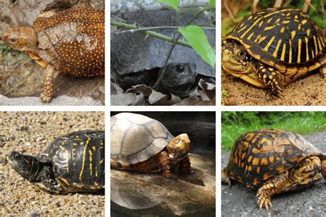 These Are the Best Beginner Box Turtle Species – The Turtle Hub