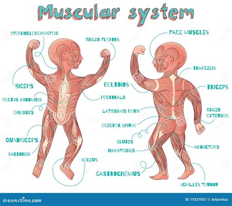 Obliques Clipart And Illustrations