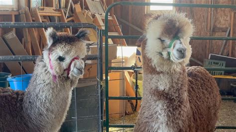 Shearing day at Alpacas Of Montana