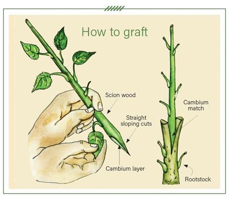 A step-by-step guide to grafting fruit trees