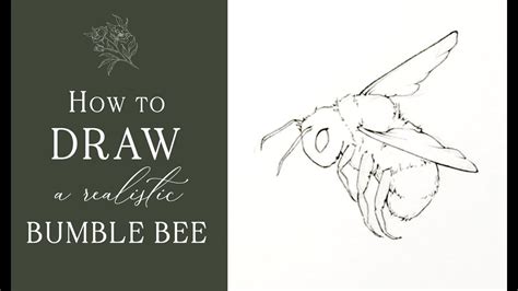 How To Draw a Realistic Bumble Bee - YouTube