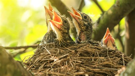 How to return a baby bird to its nest | WKBN.com