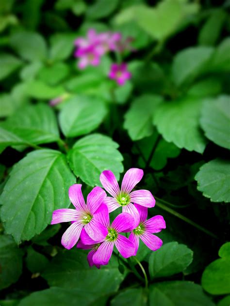 Macro Photography of Pink 5 Petal Flower · Free Stock Photo