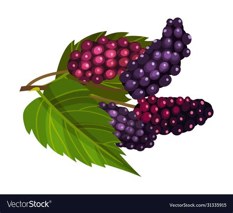 Branch mulberry with lobed leaf and fully ripe Vector Image