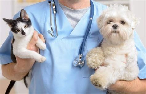 How to Choose Right Vet Clinic for Your Multi Breeds Pets - Vetmed