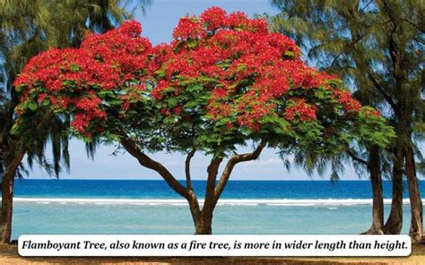 Flamboyant Tree - Definition, Growth, Symbolism & Benefits