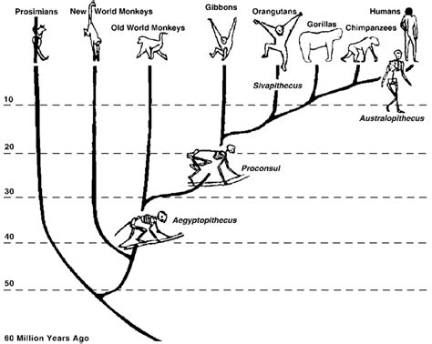 (Burns). Simplified model of primate evolution (reproduced from Mithen... | Download Scientific ...