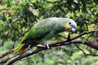 green, parrot, indian, bharat, banswara | Pikist