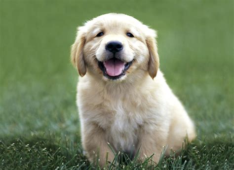 Golden Retriever Puppy | Flickr - Photo Sharing!