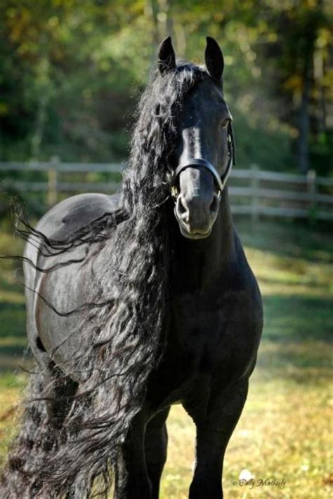 long haired black horse | Horses, Friesian horse, Horse breeds