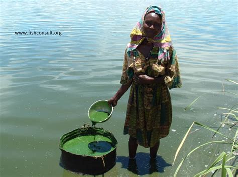 A look at Dihé, the Chadian superfood used to fight malnutrition ...