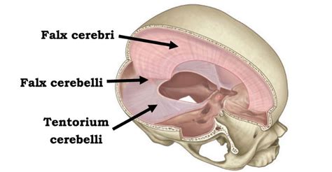 Image result for tentorium cerebelli | Dental anatomy, Med student, Anatomy