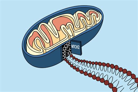 A “door” into the mitochondrial membrane | MIT News | Massachusetts Institute of Technology