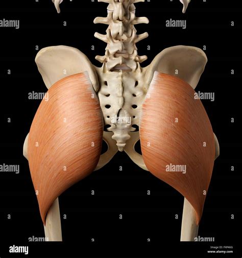 Gluteus Maximus Muscles Diagram