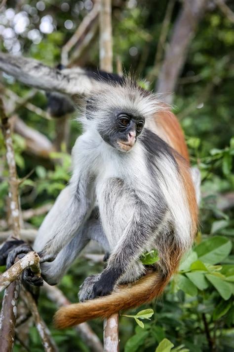 Monkeys In The Natural Habitat In The Trees Afternoon. Primates Stock ...