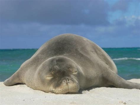 Critical Habitat for Hawaiian Monk Seals Expands by 7,000 Square Miles - Honolulu Civil Beat