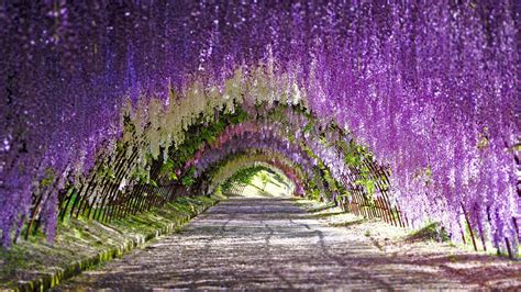 Wisteria blooms at Kawachi Fuji Gardens in Kitakyushu, Japan (© Wibowo ...