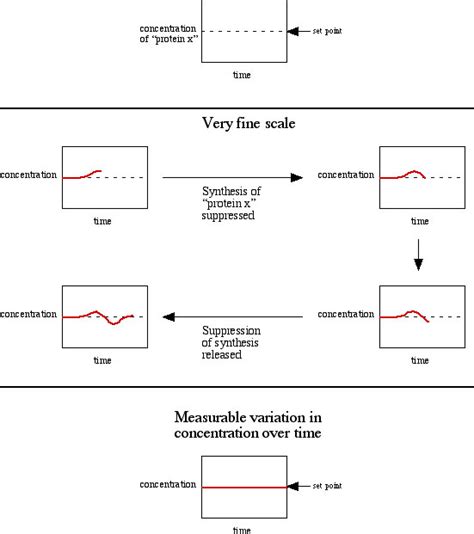 Examples of feedback inhibition