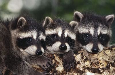 How Do Raccoons Protect Their Young Babies? | Animals - mom.me